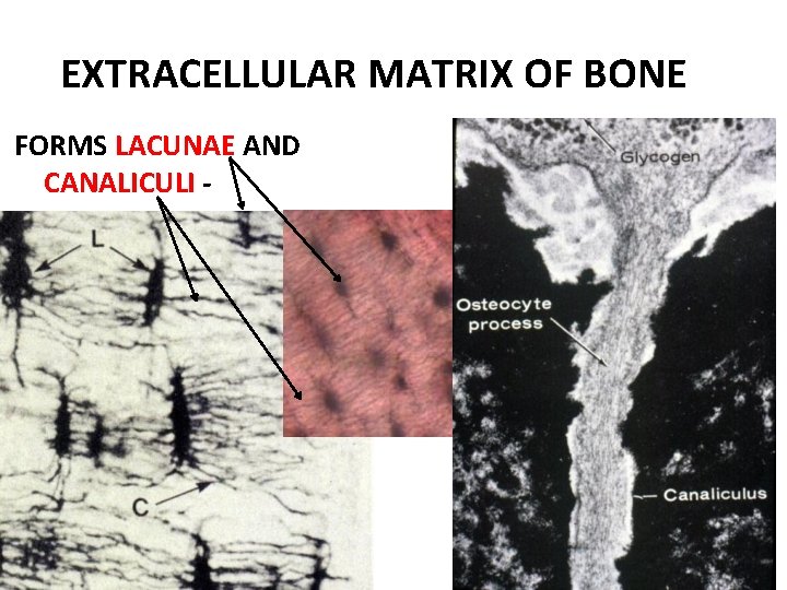 EXTRACELLULAR MATRIX OF BONE FORMS LACUNAE AND CANALICULI - 