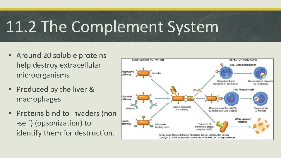 11. 2 The Complement System • Around 20 soluble proteins help destroy extracellular microorganisms