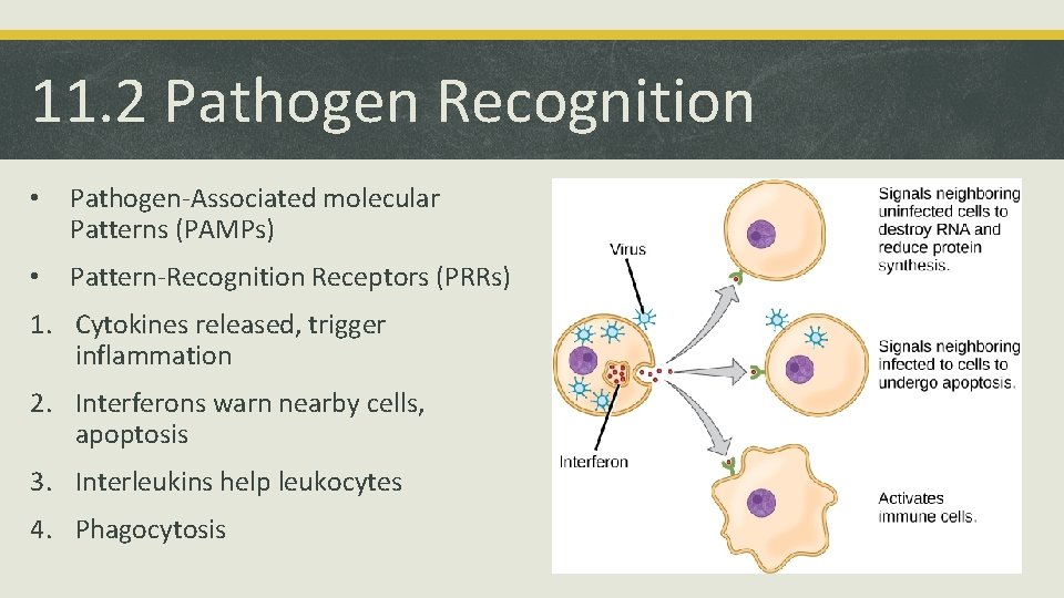 11. 2 Pathogen Recognition • Pathogen-Associated molecular Patterns (PAMPs) • Pattern-Recognition Receptors (PRRs) 1.