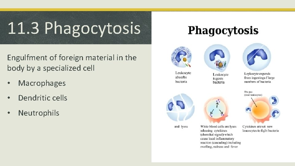 11. 3 Phagocytosis Engulfment of foreign material in the body by a specialized cell