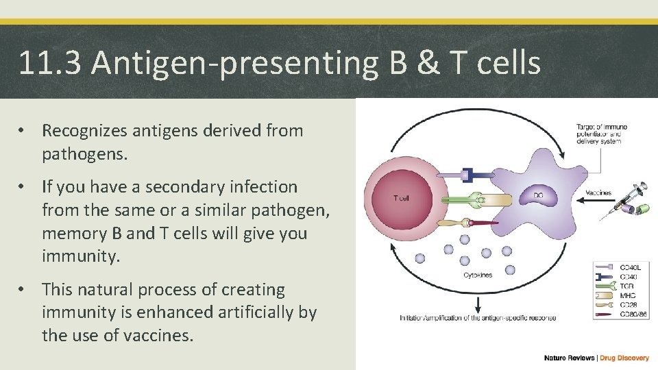 11. 3 Antigen-presenting B & T cells • Recognizes antigens derived from pathogens. •