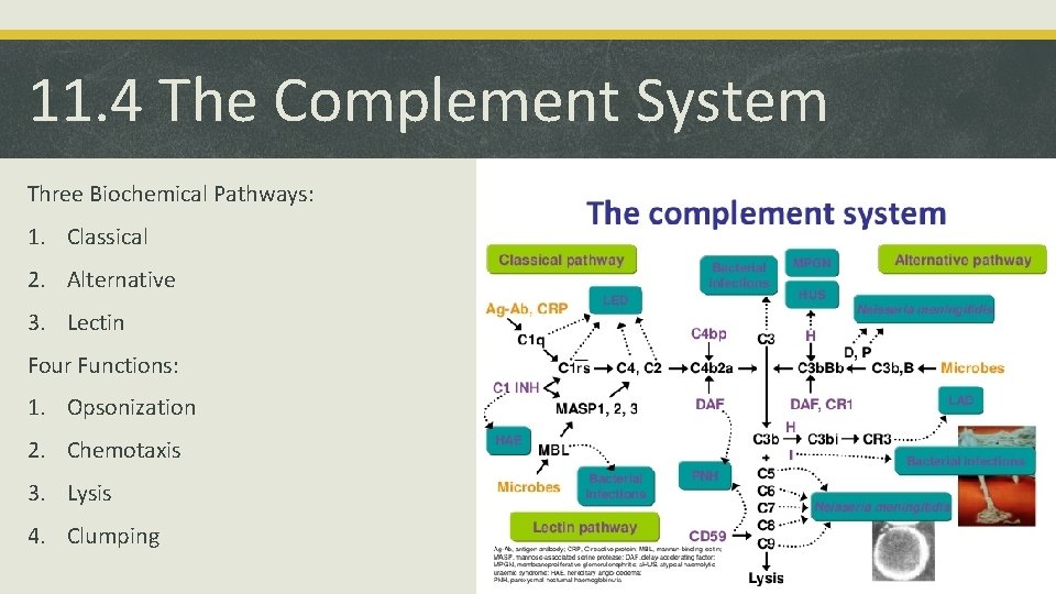 11. 4 The Complement System Three Biochemical Pathways: 1. Classical 2. Alternative 3. Lectin