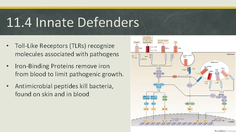 11. 4 Innate Defenders • Toll-Like Receptors (TLRs) recognize molecules associated with pathogens •