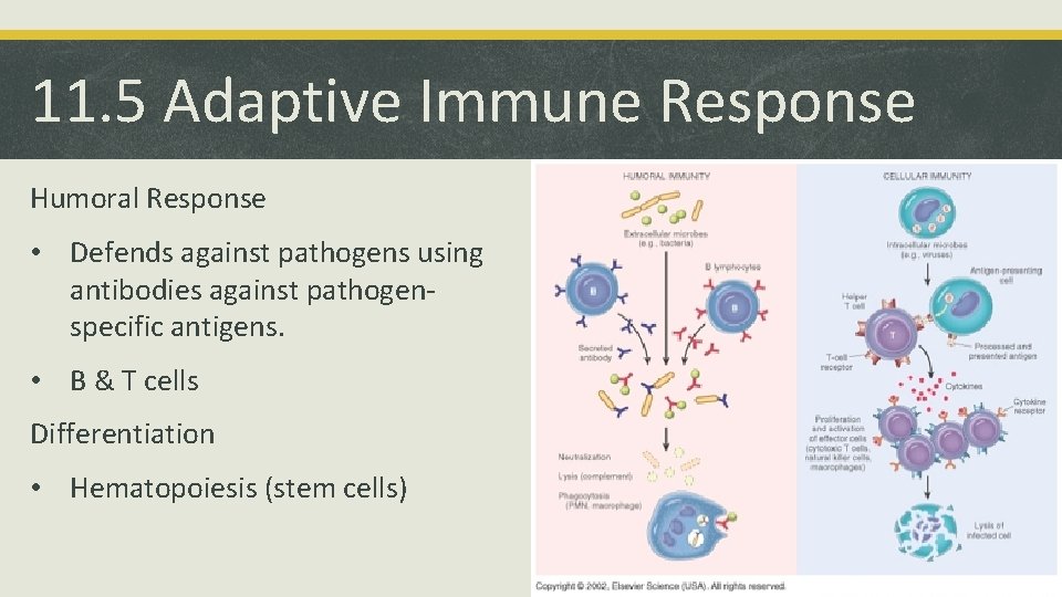 11. 5 Adaptive Immune Response Humoral Response • Defends against pathogens using antibodies against