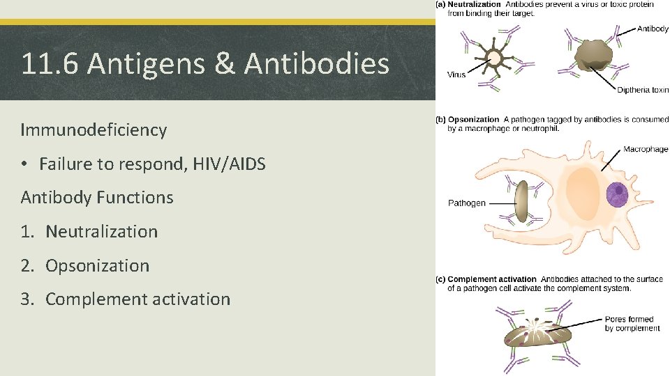 11. 6 Antigens & Antibodies Immunodeficiency • Failure to respond, HIV/AIDS Antibody Functions 1.
