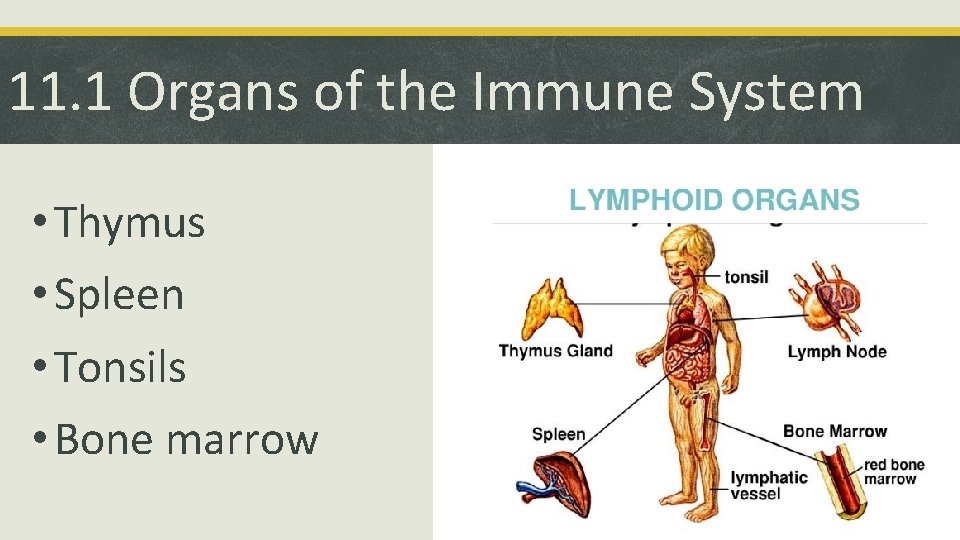 11. 1 Organs of the Immune System • Thymus • Spleen • Tonsils •