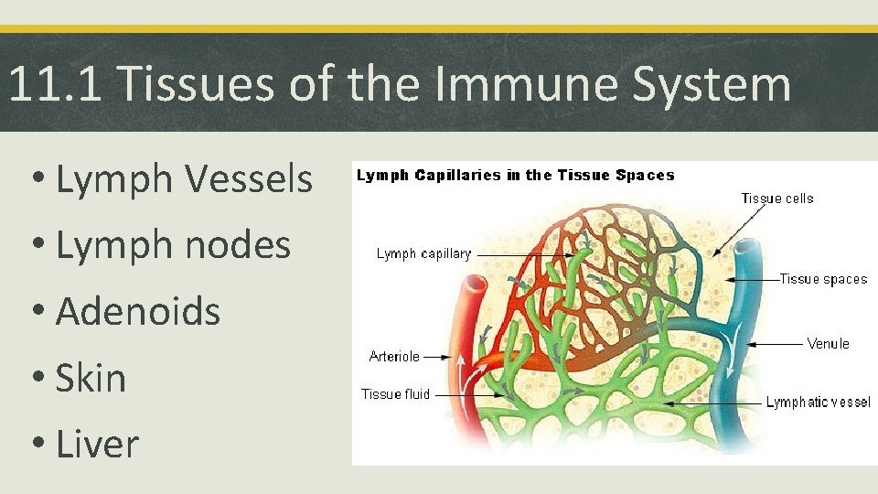 11. 1 Tissues of the Immune System • Lymph Vessels • Lymph nodes •