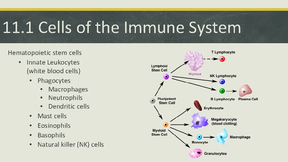 11. 1 Cells of the Immune System Hematopoietic stem cells • Innate Leukocytes (white