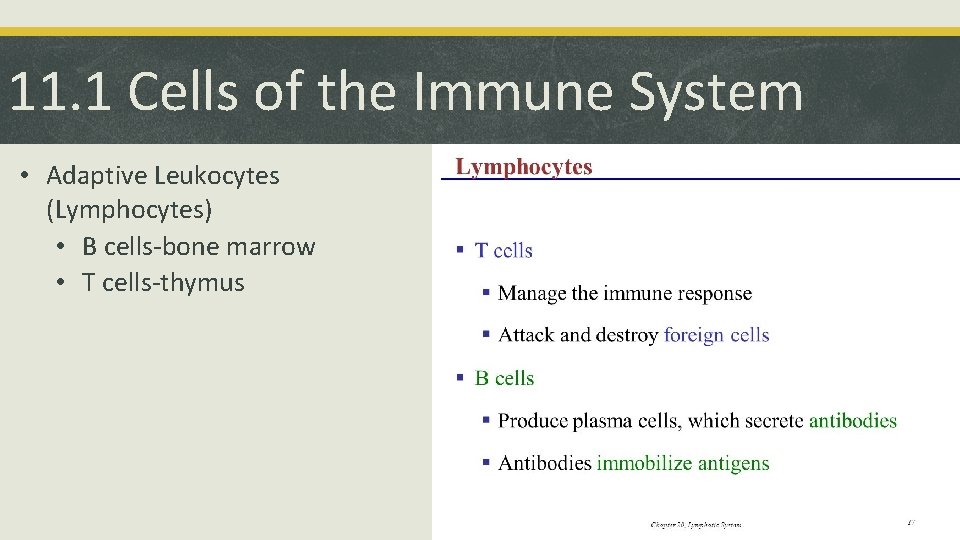 11. 1 Cells of the Immune System • Adaptive Leukocytes (Lymphocytes) • B cells-bone