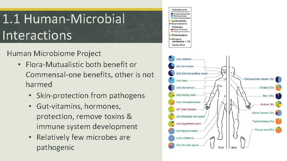 1. 1 Human-Microbial Interactions Human Microbiome Project • Flora-Mutualistic both benefit or Commensal-one benefits,