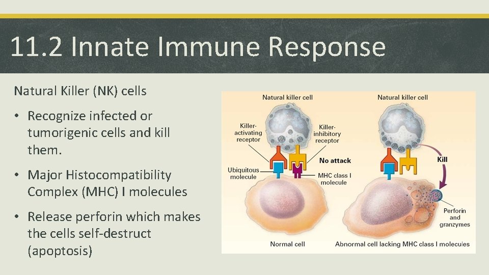 11. 2 Innate Immune Response Natural Killer (NK) cells • Recognize infected or tumorigenic