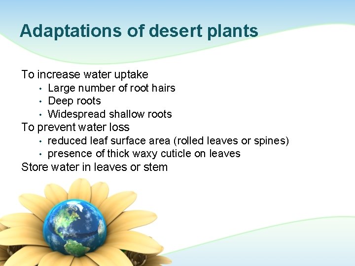Adaptations of desert plants To increase water uptake • Large number of root hairs