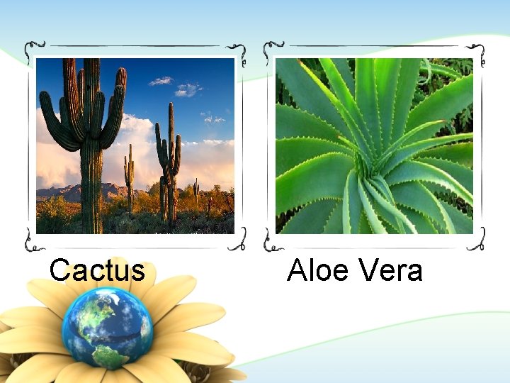 Cactus Aloe Vera 