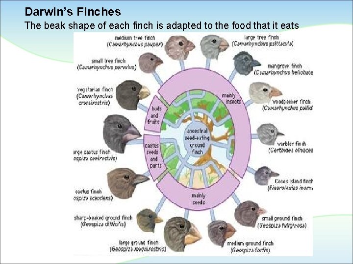 Darwin’s Finches The beak shape of each finch is adapted to the food that