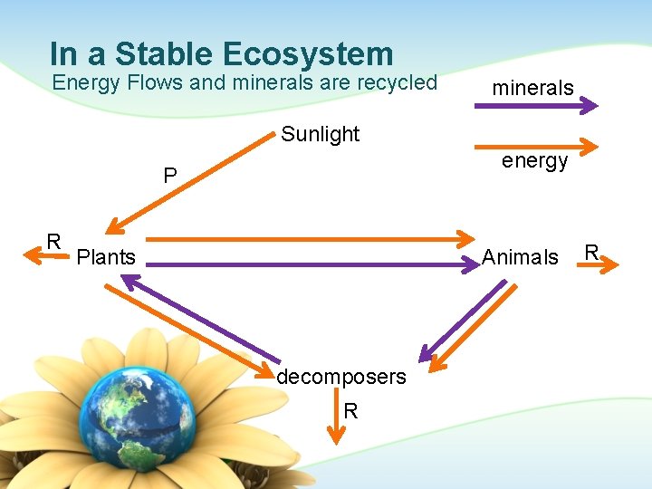 In a Stable Ecosystem Energy Flows and minerals are recycled minerals Sunlight energy P
