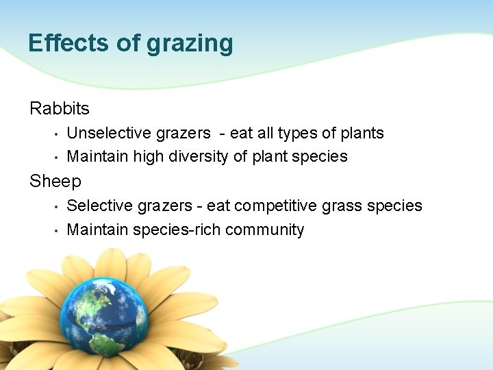 Effects of grazing Rabbits • • Unselective grazers - eat all types of plants