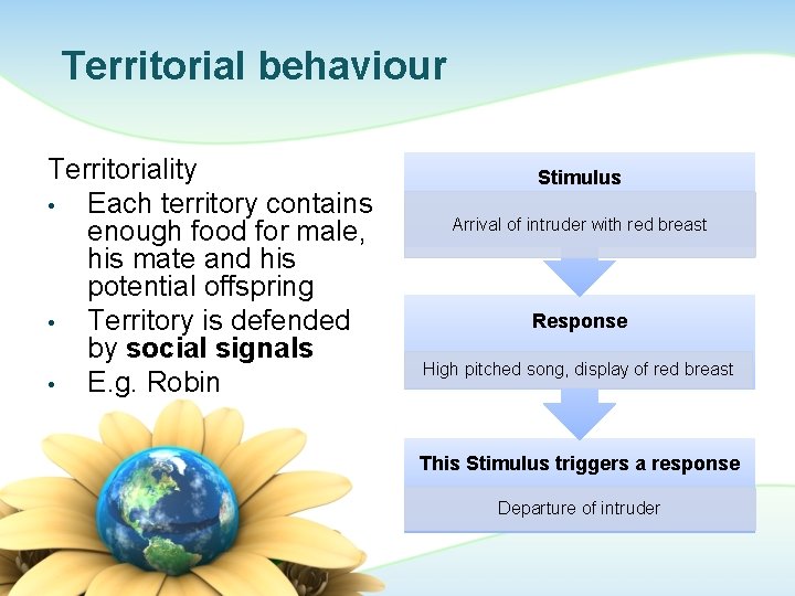 Territorial behaviour Territoriality • Each territory contains enough food for male, his mate and