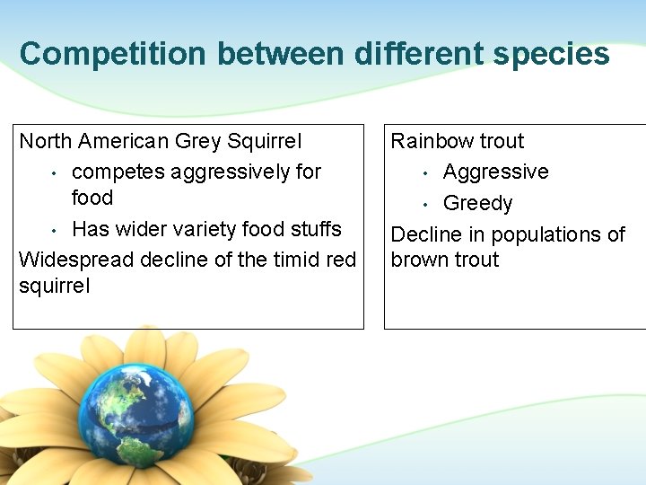 Competition between different species North American Grey Squirrel • competes aggressively for food •