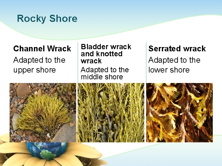 Rocky Shore Channel Wrack Adapted to the upper shore Bladder wrack and knotted wrack