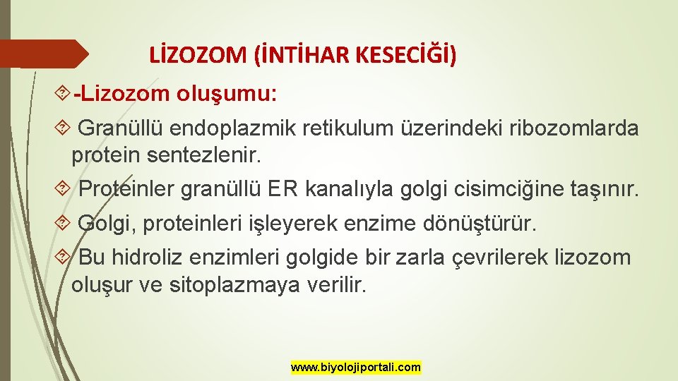 LİZOZOM (İNTİHAR KESECİĞİ) -Lizozom oluşumu: Granüllü endoplazmik retikulum üzerindeki ribozomlarda protein sentezlenir. Proteinler granüllü