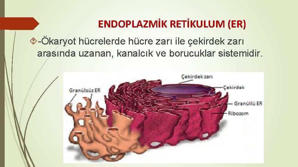 ENDOPLAZMİK RETİKULUM (ER) -Ökaryot hücrelerde hücre zarı ile çekirdek zarı arasında uzanan, kanalcık ve