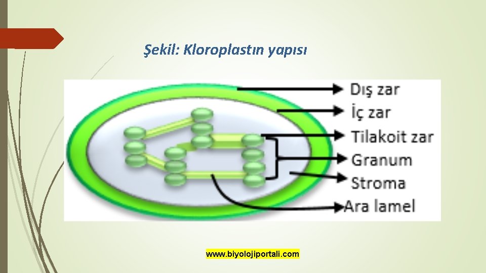 Şekil: Kloroplastın yapısı www. biyolojiportali. com 