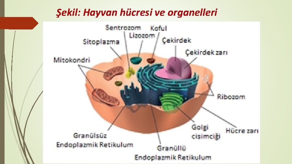 Şekil: Hayvan hücresi ve organelleri 