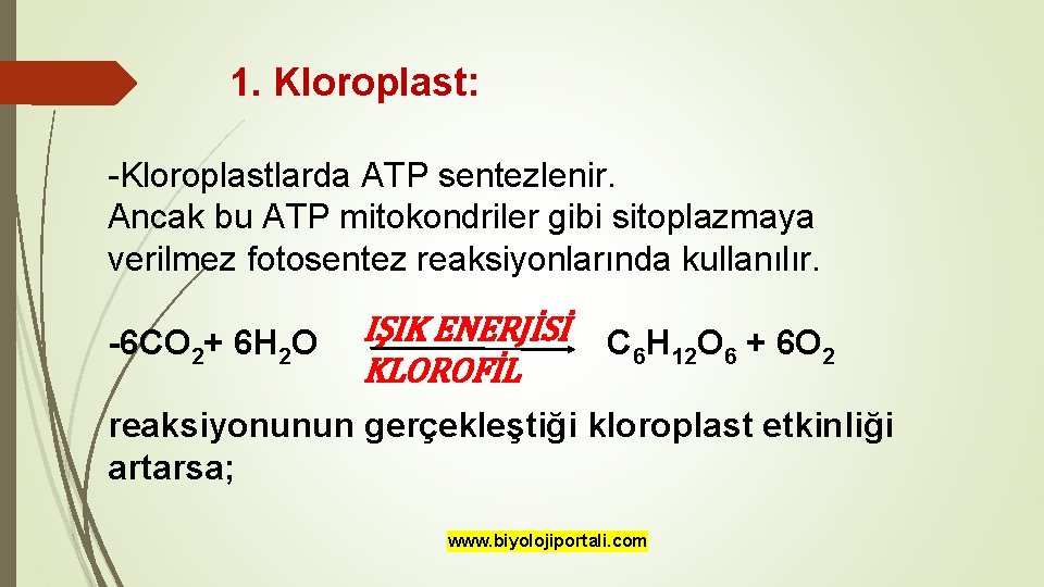 1. Kloroplast: -Kloroplastlarda ATP sentezlenir. Ancak bu ATP mitokondriler gibi sitoplazmaya verilmez fotosentez reaksiyonlarında
