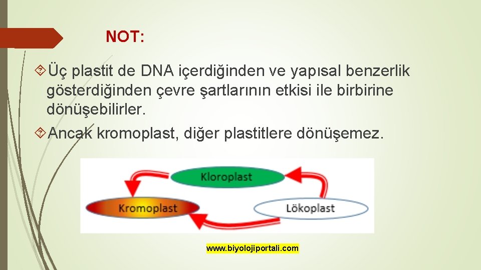 NOT: Üç plastit de DNA içerdiğinden ve yapısal benzerlik gösterdiğinden çevre şartlarının etkisi ile