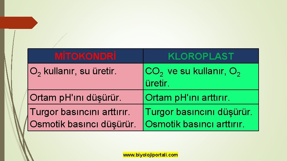 MİTOKONDRİ KLOROPLAST O 2 kullanır, su üretir. CO 2 ve su kullanır, O 2