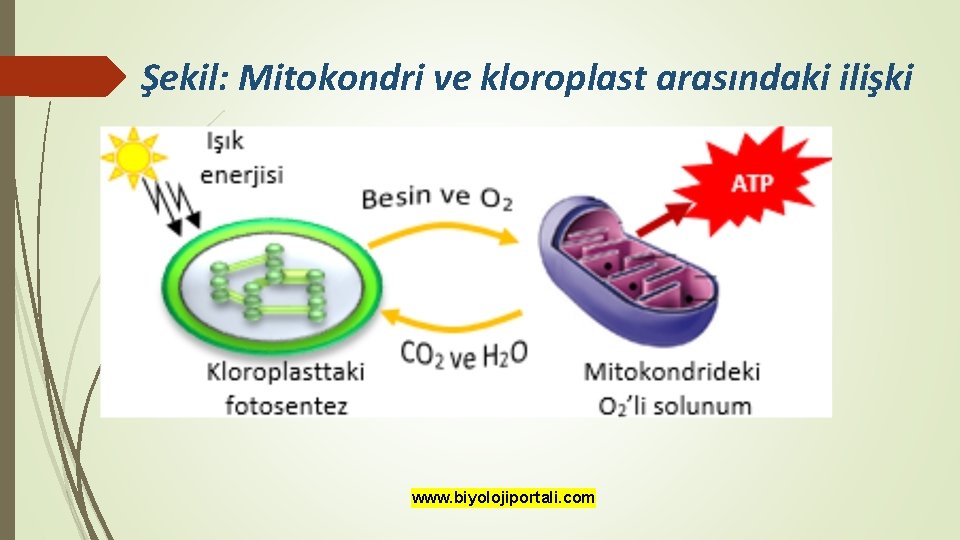 Şekil: Mitokondri ve kloroplast arasındaki ilişki www. biyolojiportali. com 