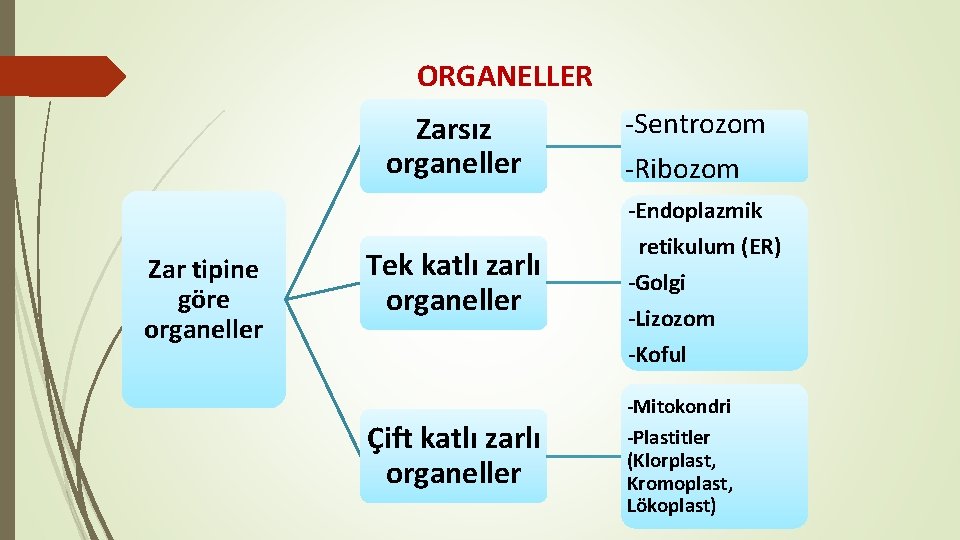 ORGANELLER Zarsız organeller Zar tipine göre organeller Tek katlı zarlı organeller -Sentrozom -Ribozom -Endoplazmik