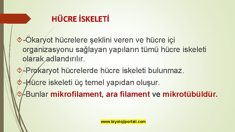 HÜCRE İSKELETİ -Ökaryot hücrelere şeklini veren ve hücre içi organizasyonu sağlayan yapıların tümü hücre