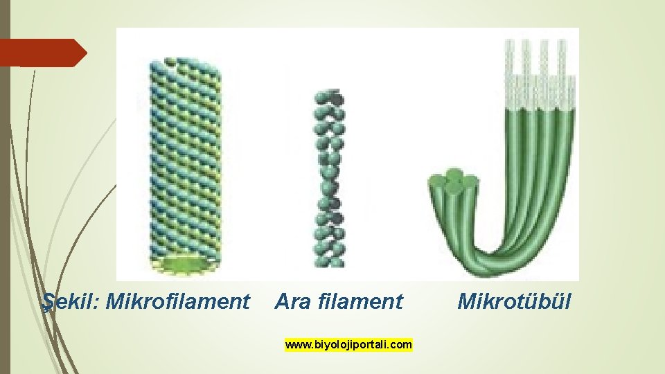 Şekil: Mikrofilament Ara filament www. biyolojiportali. com Mikrotübül 