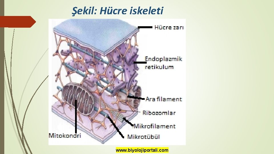 Şekil: Hücre iskeleti www. biyolojiportali. com 