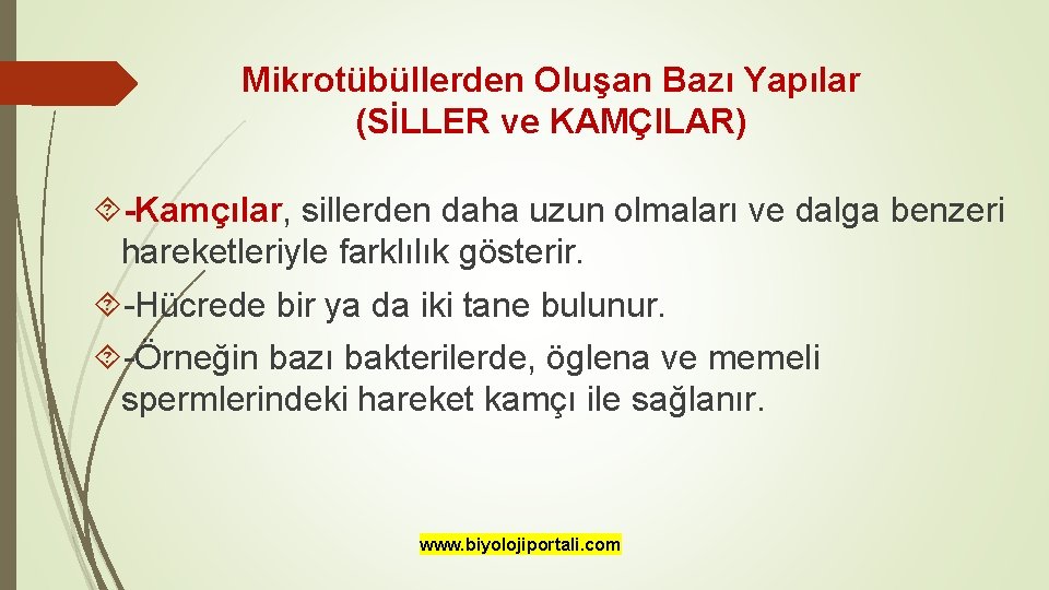 Mikrotübüllerden Oluşan Bazı Yapılar (SİLLER ve KAMÇILAR) -Kamçılar, sillerden daha uzun olmaları ve dalga