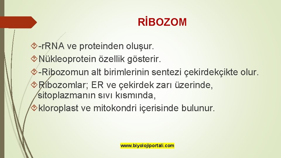 RİBOZOM -r. RNA ve proteinden oluşur. Nükleoprotein özellik gösterir. -Ribozomun alt birimlerinin sentezi çekirdekçikte