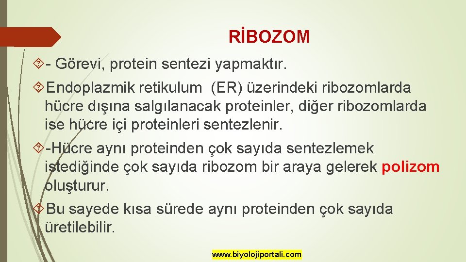 RİBOZOM - Görevi, protein sentezi yapmaktır. Endoplazmik retikulum (ER) üzerindeki ribozomlarda hücre dışına salgılanacak