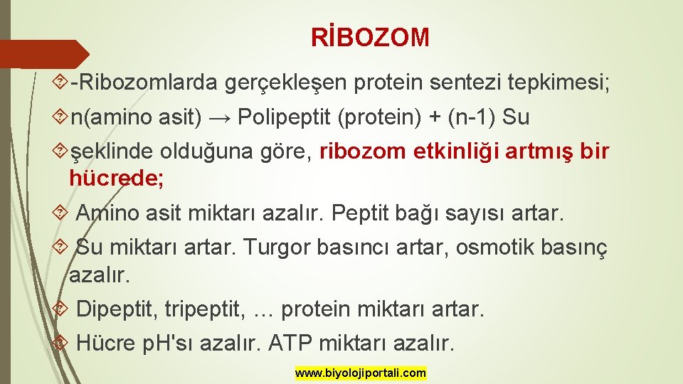 RİBOZOM -Ribozomlarda gerçekleşen protein sentezi tepkimesi; n(amino asit) → Polipeptit (protein) + (n-1) Su