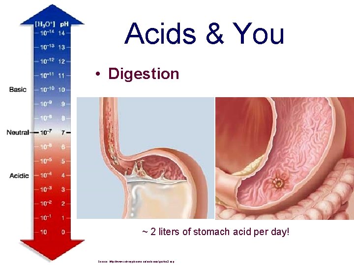 Acids & You • Digestion ~ 2 liters of stomach acid per day! Source: