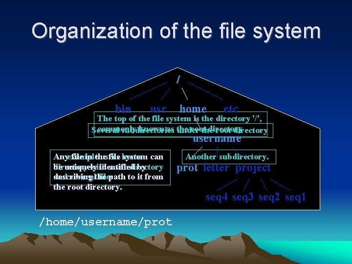 Organization of the file system / bin usr home etc The top of the Organization of the file system / bin usr home etc The top of the
