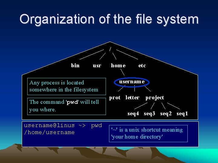 Organization of the file system / bin usr Any process is located somewhere in Organization of the file system / bin usr Any process is located somewhere in