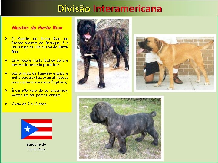 Divisão Interamericana Mastim de Porto Rico Ø O Mastim de Porto Rico, ou Grande