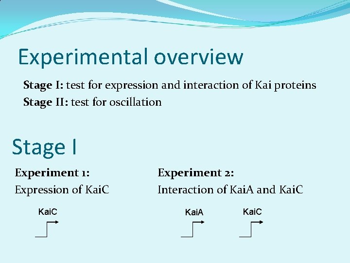 Experimental overview Stage I: test for expression and interaction of Kai proteins Stage II: