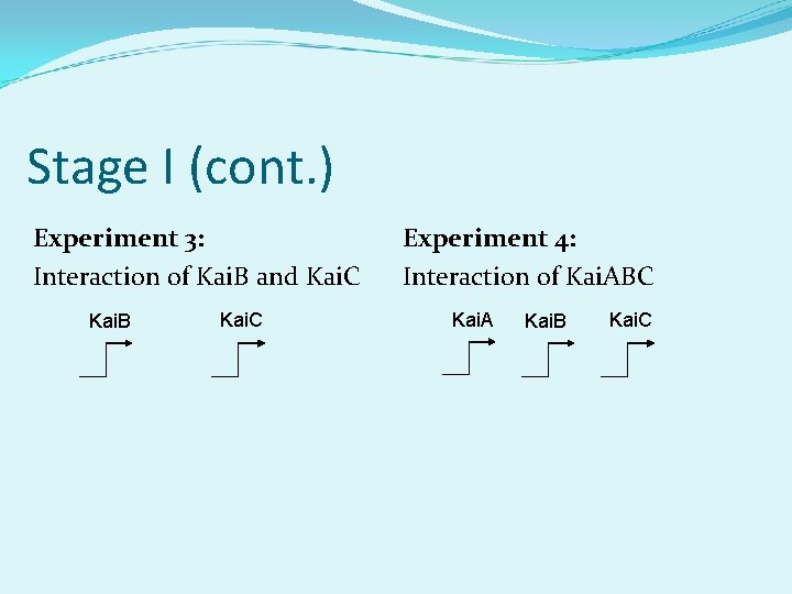 Stage I (cont. ) Experiment 3: Interaction of Kai. B and Kai. C Kai.