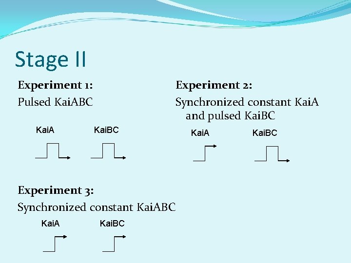 Stage II Experiment 1: Pulsed Kai. ABC Kai. A Experiment 2: Synchronized constant Kai.