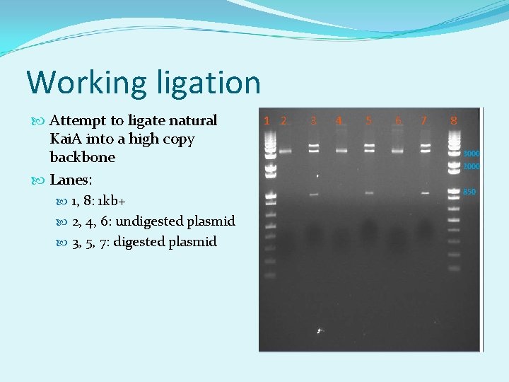 Working ligation Attempt to ligate natural Kai. A into a high copy backbone Lanes:
