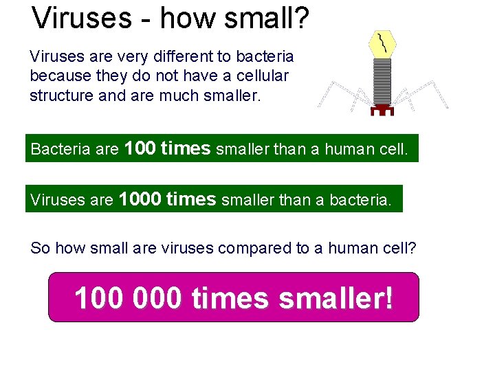 Viruses - how small? Viruses are very different to bacteria because they do not