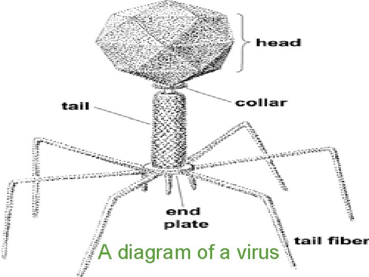 A diagram of a virus 