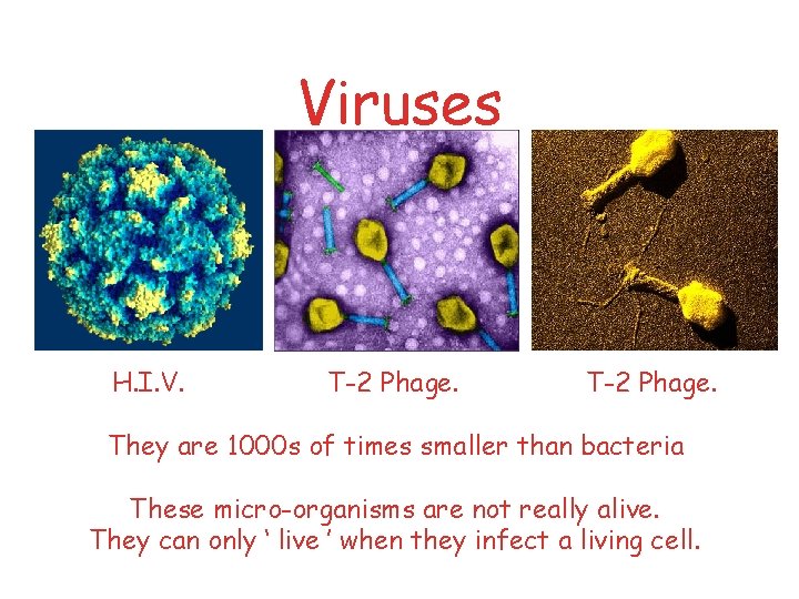 Viruses H. I. V. T-2 Phage. They are 1000 s of times smaller than